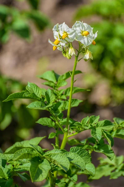 Conjunto Redondo Flores Amarelas Brancas Bicolores Batata Flor Dia Ensolarado — Fotografia de Stock