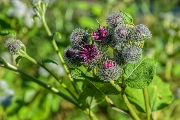 Γκρο Πλαν Άποψη Της Ανθοφορίας Great Burdock Arctium Lappa — Φωτογραφία Αρχείου