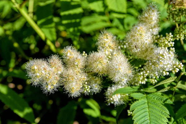 Close View Flowers Blooming Filipendula Ulmaria Commonly Known Meadowsweet Mead — Stock Photo, Image