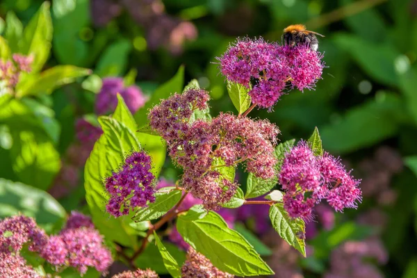 Honigbienen Sammeln Nektar Und Bestäuben Rosa Blüten Der Blühenden Spiraea — Stockfoto