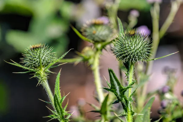 Nahaufnahme Der Ungeblasenen Blüte Der Distel Auf Verschwommenem Hintergrund Sonnigen — Stockfoto