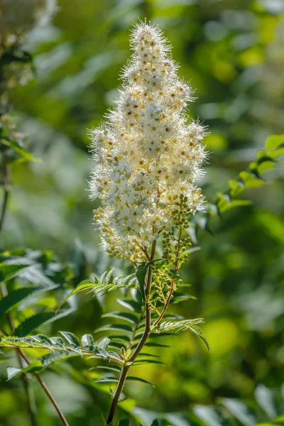 Vista Perto Flores Filipendula Ulmaria Florescendo Vulgarmente Conhecido Como Meadowsweet — Fotografia de Stock