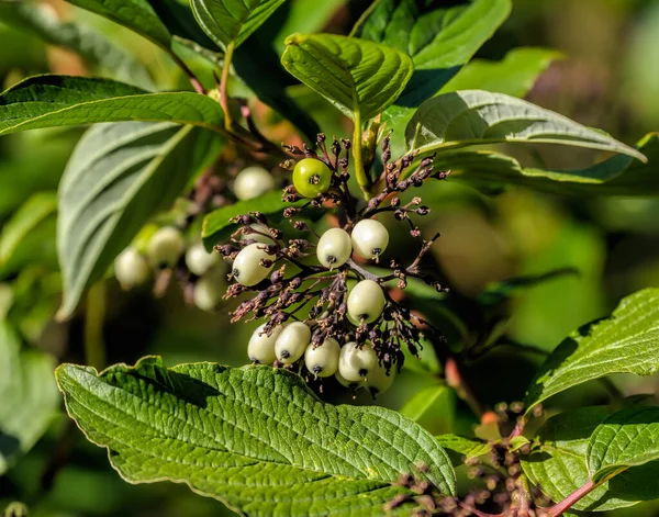 Στενή Θέα Των Κλαδιών Του Cornus Alba Θάμνοι Κόκκινοι Λευκοί — Φωτογραφία Αρχείου