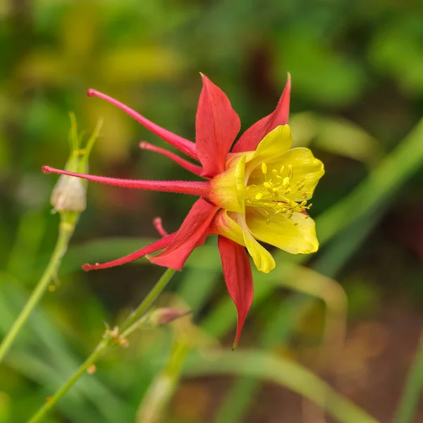 Aquilegia Nın Parlak Sarı Soluk Kırmızı Çiçeğine Yaygın Adları Granny — Stok fotoğraf