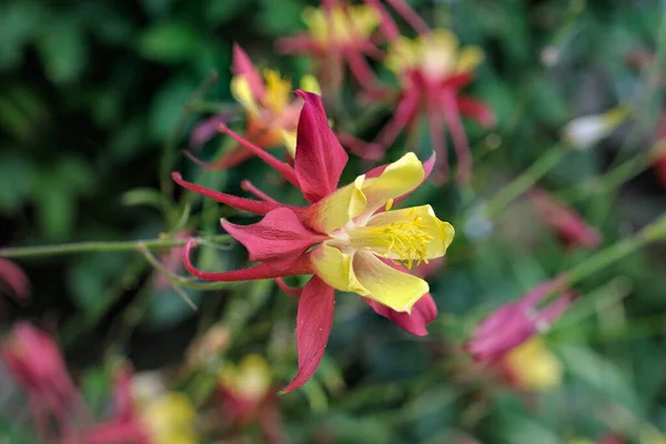 Vista Close Para Brilhante Color Amarelo Pálido Flor Vermelha Aquilegia — Fotografia de Stock