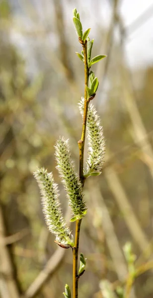 Small Catkins Tree Woodland Spring Sunny Day — Stock Photo, Image