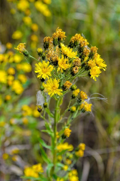 Leuchtend Gelbe Blüten Des Blühenden Habichtskrauts Hieracium Umbellatum Selektiver Fokus — Stockfoto