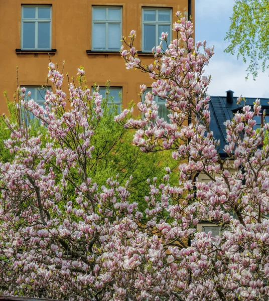 Nahaufnahme Von Wunderschönen Rosa Magnolienblüten Auf Zweigen Eines Riesigen Alten — Stockfoto