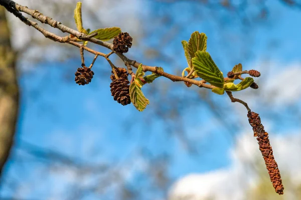 Close Male Female Flowers Catkins Old Dry Cones Buds Leaves — Stock Photo, Image