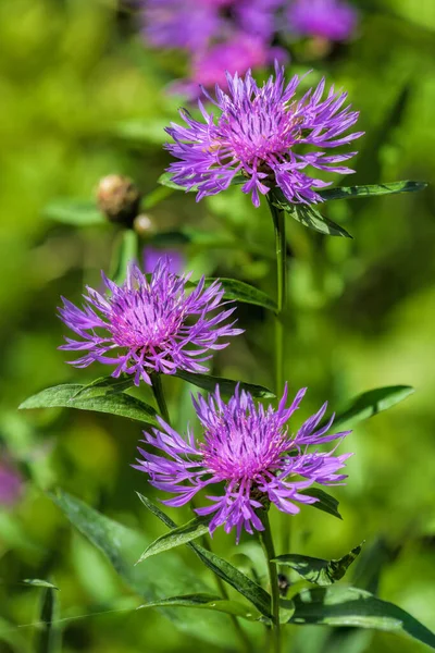 Világos Rózsaszín Virágok Virágzó Barna Knapweed Centaurea Jacea Szelektív Fókusz — Stock Fotó