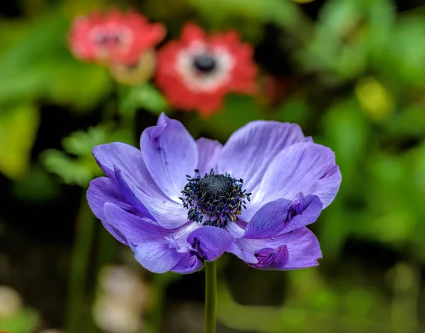 Close Άποψη Για Μοβ Λουλούδι Της Ανθοκομίας Anemone Κατά Θολή — Φωτογραφία Αρχείου