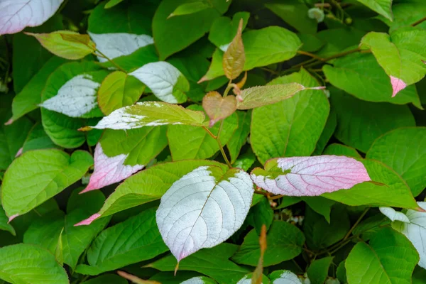 カラフルなピンクと緑の葉の密接なアップクリーパーActinidia Actinidia Kolomikta Actinidiaceae 一般的に落葉樹の一種であるバリエーション葉の丈夫なキウイとして知られています — ストック写真