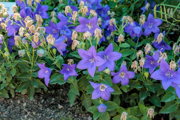 Nahaufnahme Von Violett Blauen Blüten Einer Ballonblume Platycodon Grandiflorus Auch — Stockfoto