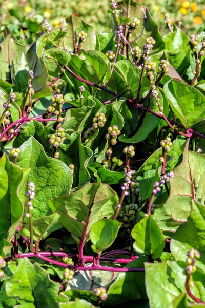 Folhas Flores Videira Perene Comestível Basella Alba Rubra Conhecidas Sob — Fotografia de Stock