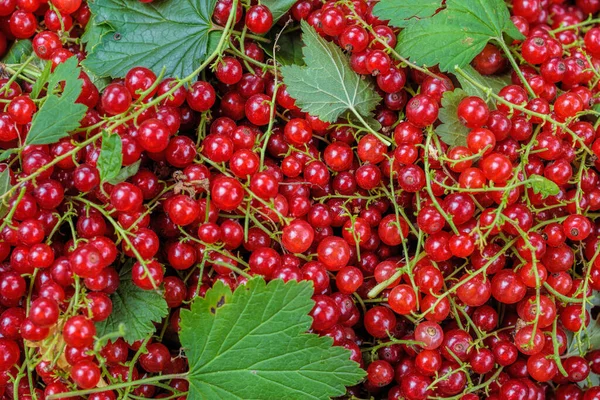 Close Top View Background Made Sause Fresh Mature Red Currant — Φωτογραφία Αρχείου