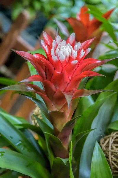 Detailní Pohled Exotické Tropické Červené Bílé Květy Guzmánie — Stock fotografie
