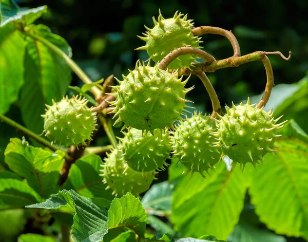 Γλυκά Φρούτα Κλαδιά Του Δέντρου Aesculus Hippocastanum Κοινώς Γνωστά Αγριοκαστανιά — Φωτογραφία Αρχείου