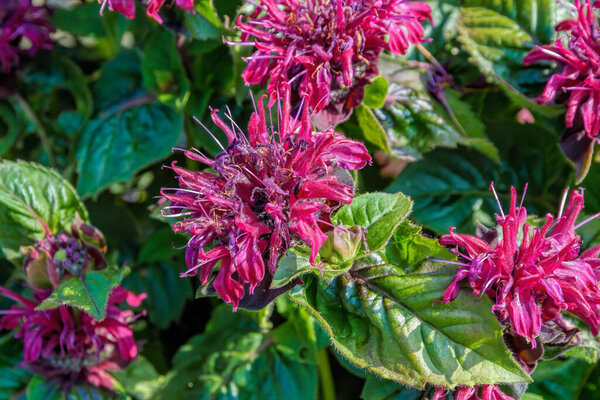 Purple and deep red flowers of blooming Monarda didyma also known as crimson beebalm, scarlet beebalm, scarlet monarda or Oswego tea at sunny summer day.