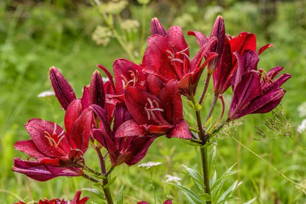 夏の庭で雨の後に雨とカラフルな濃い赤の大きなトランペットユリの花 — ストック写真