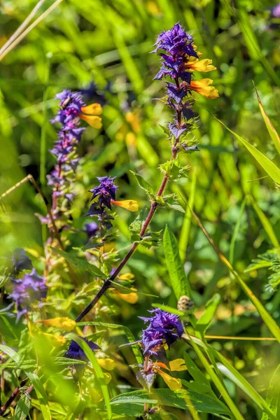 Збільшений Вид Фіолетові Жовті Лісові Квіти Іван Марія Червоних Стеблах — стокове фото