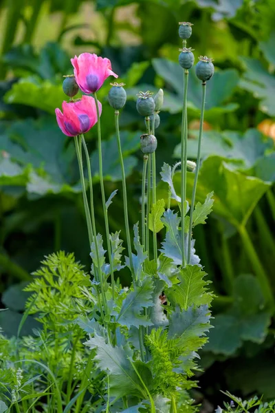 栽培されていない一般的なケシの葉のムーブの花種子カプセルのある茎の前のソムニエルムは田舎道側で成長します — ストック写真