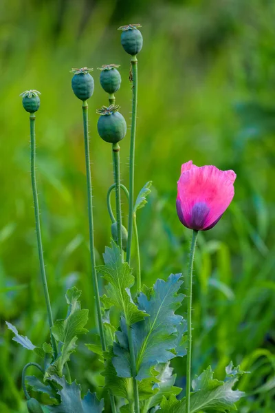 Egyedül Mályva Virág Műveletlen Közönséges Mákvirág Papaver Somniferum Előtt Szárak — Stock Fotó