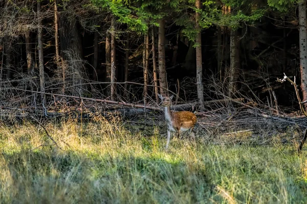 Daim Cerf Dama Dama Caché Dans Ombre Forêt Région Leningrad — Photo