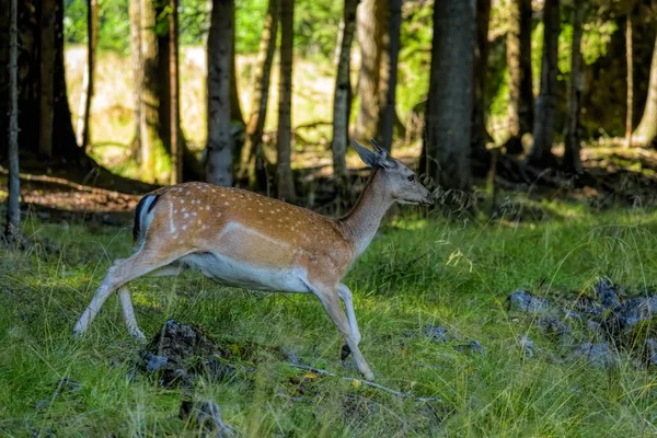 Fallow Deer Doe Dama Dama Correndo Borda Floresta Habitat Natural — Fotografia de Stock