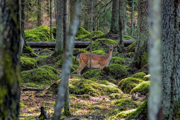 Fallow Deer Doe Dama Dama Ховається Лісовій Тіні Ленінградська Область — стокове фото