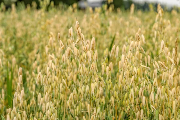 Ripe ears of oat and oat field last days before harvesting. Close-up, selective focus, shallow depth of field.