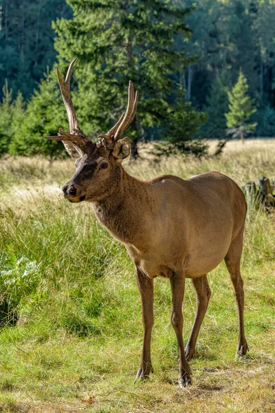 Red Deer Buck Cervus Elaphus Ростучими Рогатими Рогами Красивій Позі — стокове фото