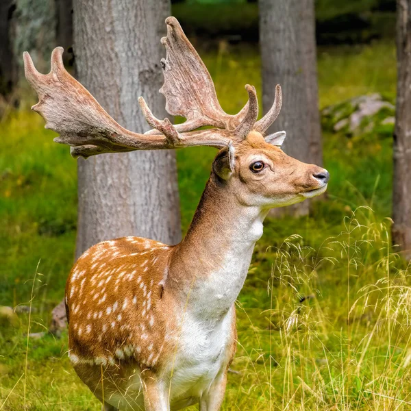 Fallow Deer Buck Dama Dama Ростучими Рогатими Рогами Красивій Позі — стокове фото