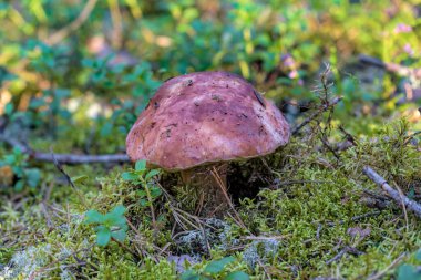 Kozalaklı ormandaki yosunlarda büyüyen yenilebilir kahverengi başlık boletus 'a yakın çekim görüntüsü.