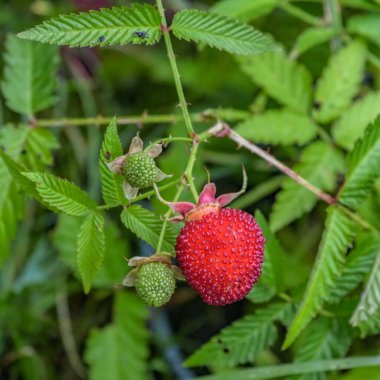 Olgun ve olgunlaşmamış meyveler Rubus İllecebrosus 'un çalılığında. Yaygın isimler arasında balon çileği ve çilek yer alıyor..
