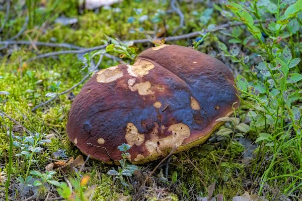 針葉樹林の苔の中で成長する食用褐色のキャップボレトスへのクローズアップビュー — ストック写真