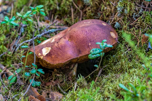 Vue Rapprochée Bolet Brun Comestible Croissant Dans Mousse Forêt Conifères — Photo