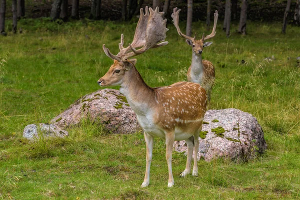 Fallow Deer Buck Dama Dama Ростучими Рогатими Рогами Красивій Позі — стокове фото