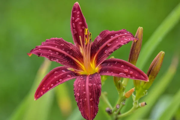 Colorful big pink-red with yellow center trumpet lily flower with raindrops after rain in the summer garden.