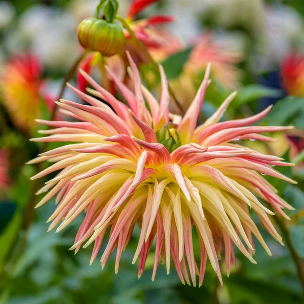 秋の日に雨が降っているダリアサボテンの開花の明るい赤と黄色の花のクローズアップビュー — ストック写真