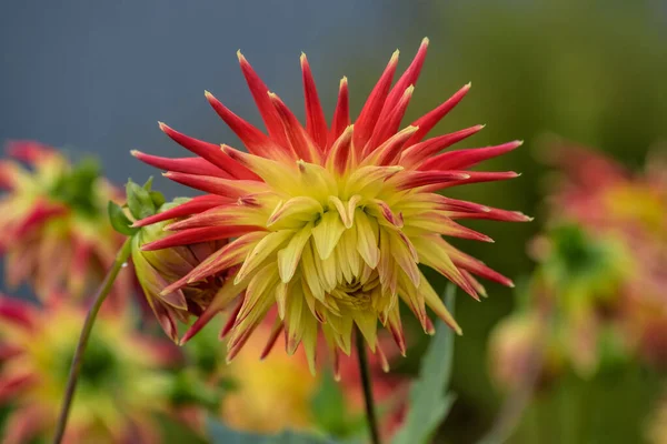 秋の日に咲くダリアのサボテンの鮮やかな赤と黄色の花のクローズアップビュー — ストック写真