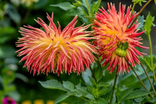 秋の日に雨が降っているダリアサボテンの開花の明るい赤と黄色の花のクローズアップビュー — ストック写真