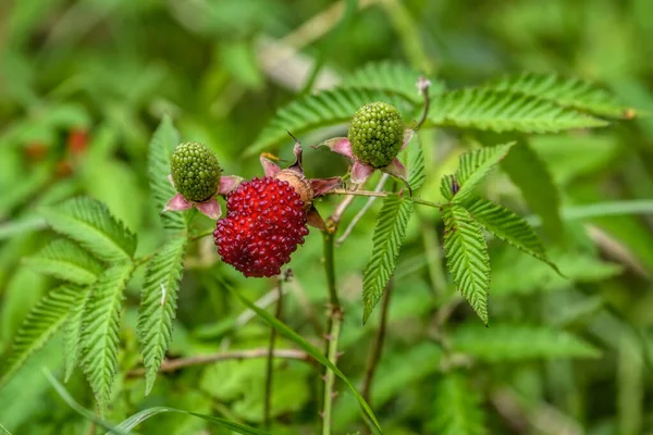 Ripe Unripe Berries Shrub Rubus Illecebrosus Common Names Include Balloon — Stock Photo, Image