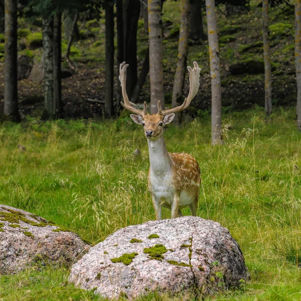 Jachère Cerf Dama Dama Avec Des Bois Pleine Croissance Dans — Photo