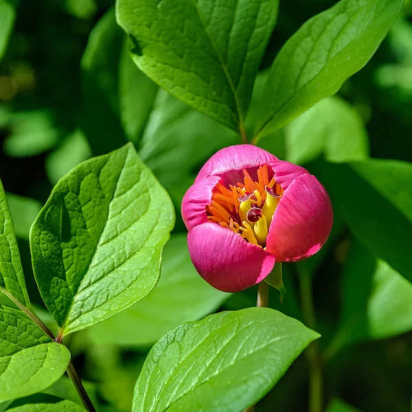 Close View Purple Red Herbaceous Scented Flower Blooming Paeonia Obovata — Stock Photo, Image