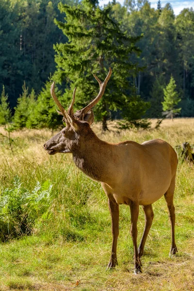 Красный Олень Cervus Elaphus Растущими Рогами Красивой Позе Краю Леса — стоковое фото