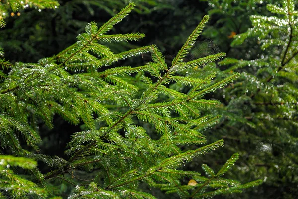 Bakgrundsbelyst Spindelnät Ett Barrträd Grenar Solens Strålar Mitt Dagen Skogen — Stockfoto