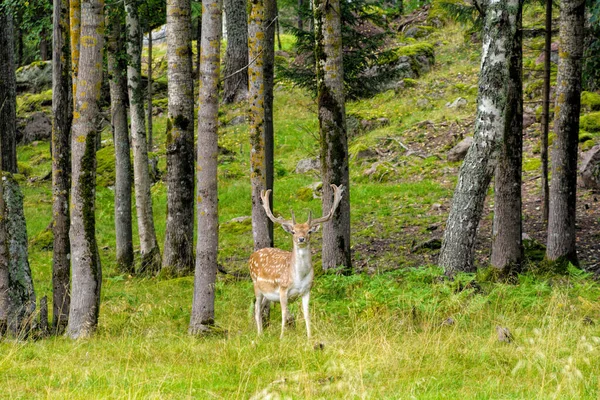 Fallow Deer Buck Dama Dama Ростучими Рогатими Рогами Красивій Позі — стокове фото