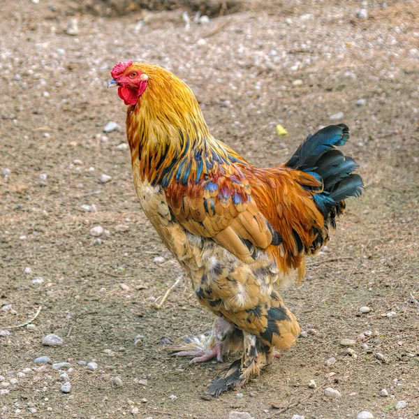 Närbild Till Ljusa Färgglada Tupp — Stockfoto