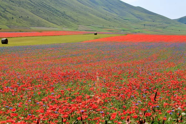 Bloemen Van Het Italiaanse Dorp Castelluccio Stockafbeelding