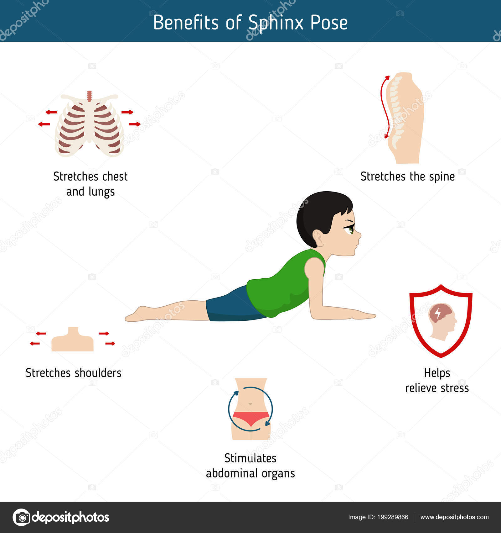 Infographics of yoga pose. Benefits of Sphinx Yoga Pose. Cartoon style illustration isolated on white background. 31 Infographics of yoga pose. Benefits of Sphinx Yoga Pose. Cartoon style illustration isolated on white background. 31